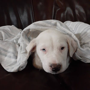 Meet your Posher, Bennett